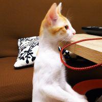 にゃんこぱんさん