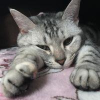あめひーちゃん
