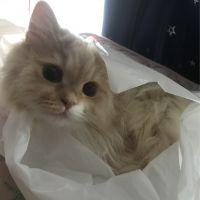 会員画像