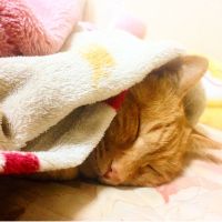 アキゴ 会員画像