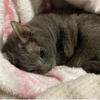 しのぶーこ 会員画像
