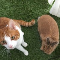 ウサ猫 会員画像