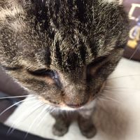 むーちょす 会員画像