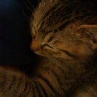 まめだいふくさん