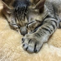 チョロ&スカイ 会員画像