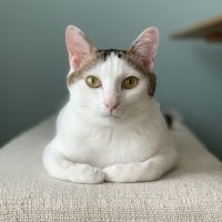 あんこもちさん 会員画像