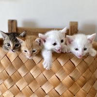 スペイ北九保護猫部さん