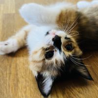 小鳥遊☽︎さん