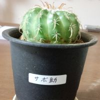 奈々奈 会員画像