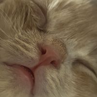 チロルマロさん