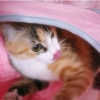 小麦さんさん