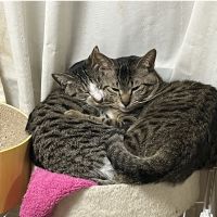 ニャンチューかあさんさん