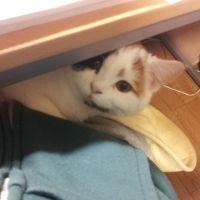 yoshio 会員画像