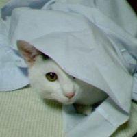 いるか 会員画像