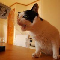 ねこいち 会員画像
