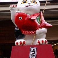 茶毛丸 会員画像