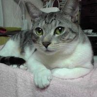 kijitora 会員画像