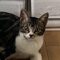 ココロンロン 会員画像