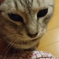 ねこたさんた 会員画像