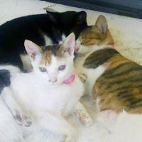 ちびにゃん@神奈川さん