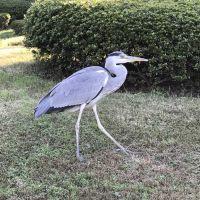 あおさぎ 会員画像