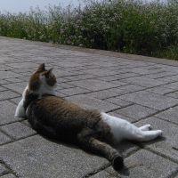 チビキジ 会員画像