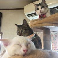 みかんとちくわ 会員画像