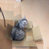 猫のふみふみ 会員画像
