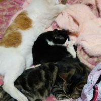か ほ 。 会員画像