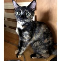 cattail4.1 会員画像