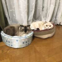 ちょこびあぽろ 会員画像