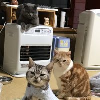 はるにゃんちゅ 会員画像