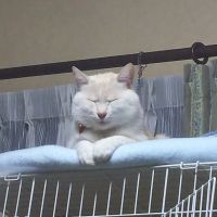 nyaiko 会員画像