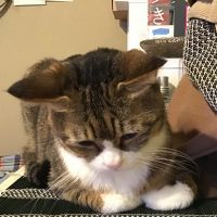 ふくのんみみ 会員画像