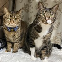 トラ吉とチャチャさん