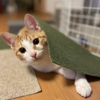 にのっこ 会員画像