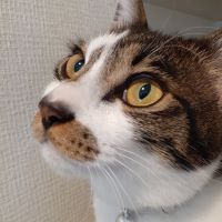 ロワちゃんママ 会員画像
