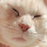 まぁ猫 会員画像