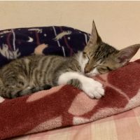 トムっこ 会員画像