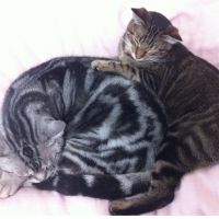 ねこマルラブリー 会員画像