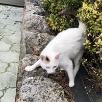 岡山の野良猫助けたい 会員画像