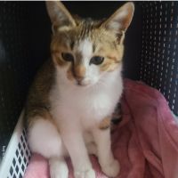 ともくん! 会員画像