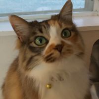 こたツムリ 会員画像