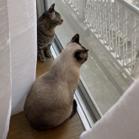 らいむぎ 会員画像