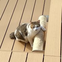 まめしろゆき 会員画像