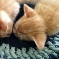 スゥトロハイム 会員画像