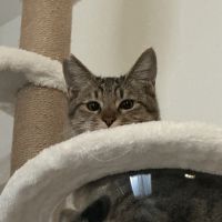 キジトラココくん 会員画像