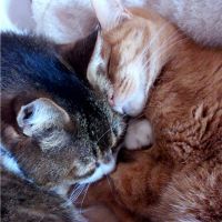 もふにゃん。さん