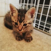 ちふの 会員画像