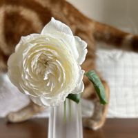 りゅしお(´༎ຶོρ༎ຶོ`)さん